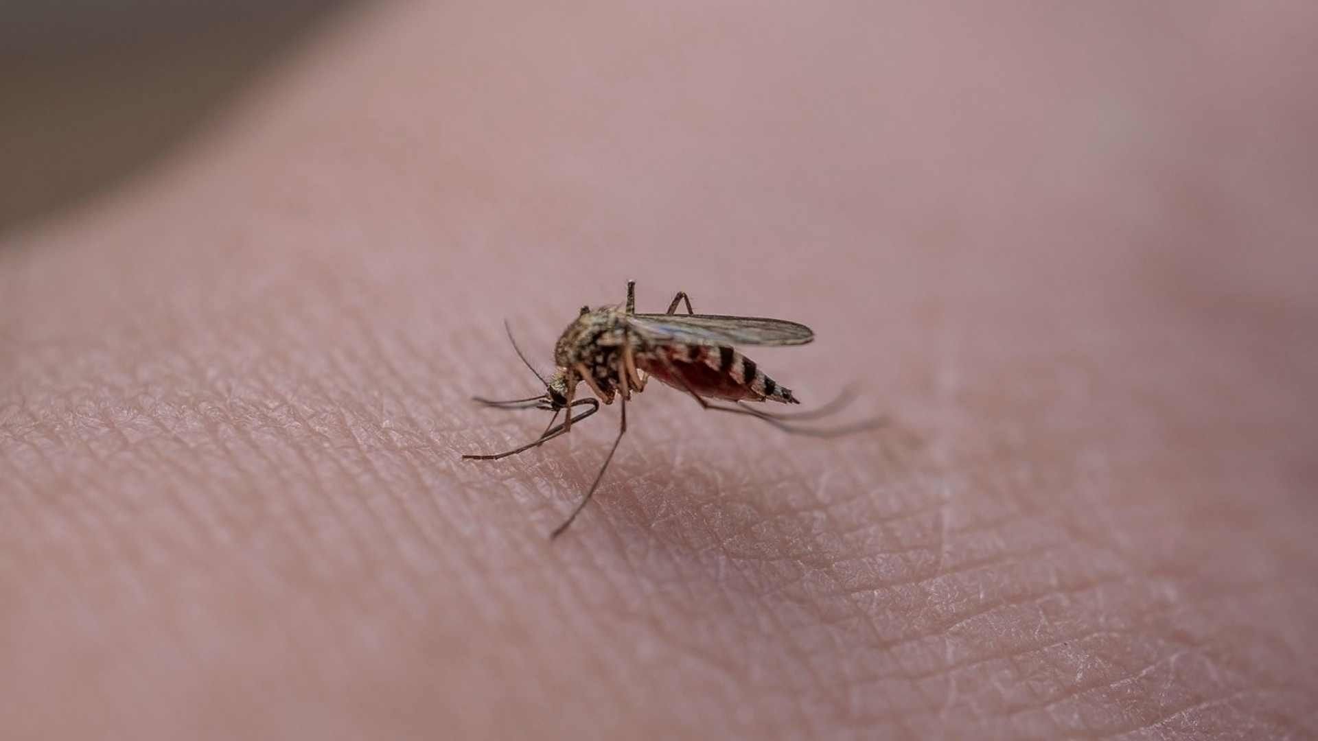 Día Mundial del Mosquito 2025