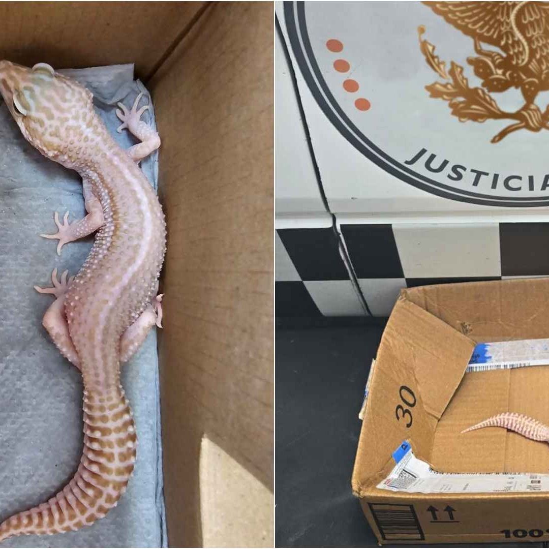 Rescatan gecko
