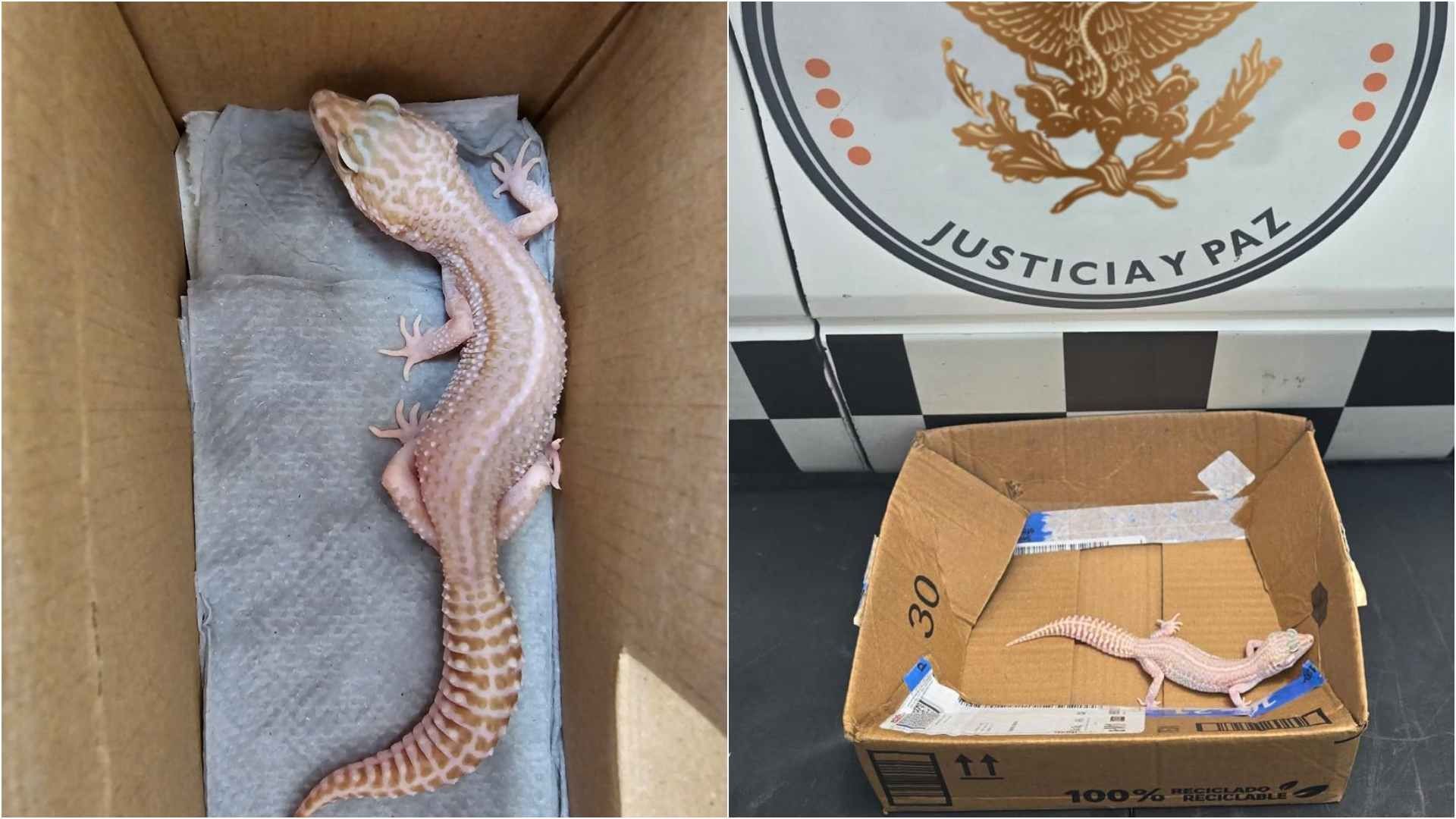 Rescatan gecko
