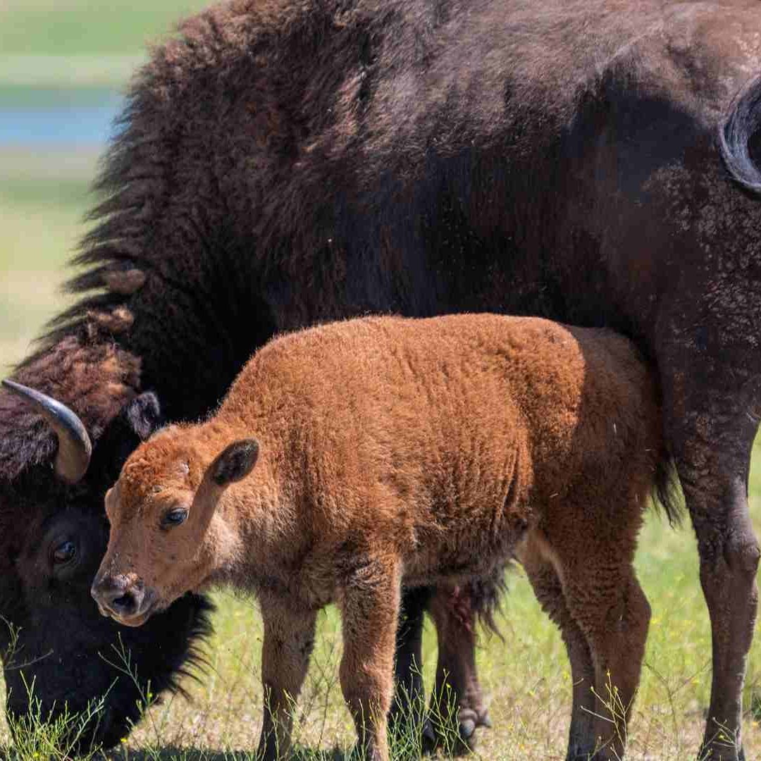 El bebé bisonte aún conserva su color cobrizo, que cambiará a café.