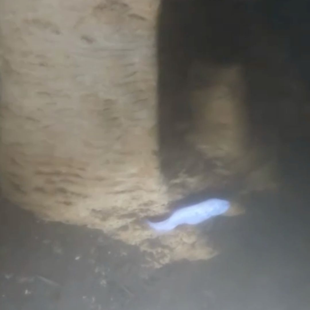 Captan Pez Ciego Dama Blanca en Cenote Península de Yucatán Especie en Peligro de Extinción