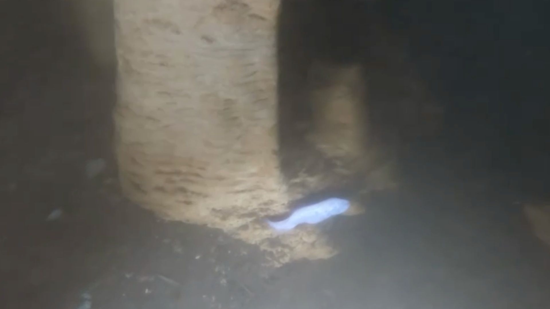 Captan Pez Ciego Dama Blanca en Cenote Península de Yucatán Especie en Peligro de Extinción