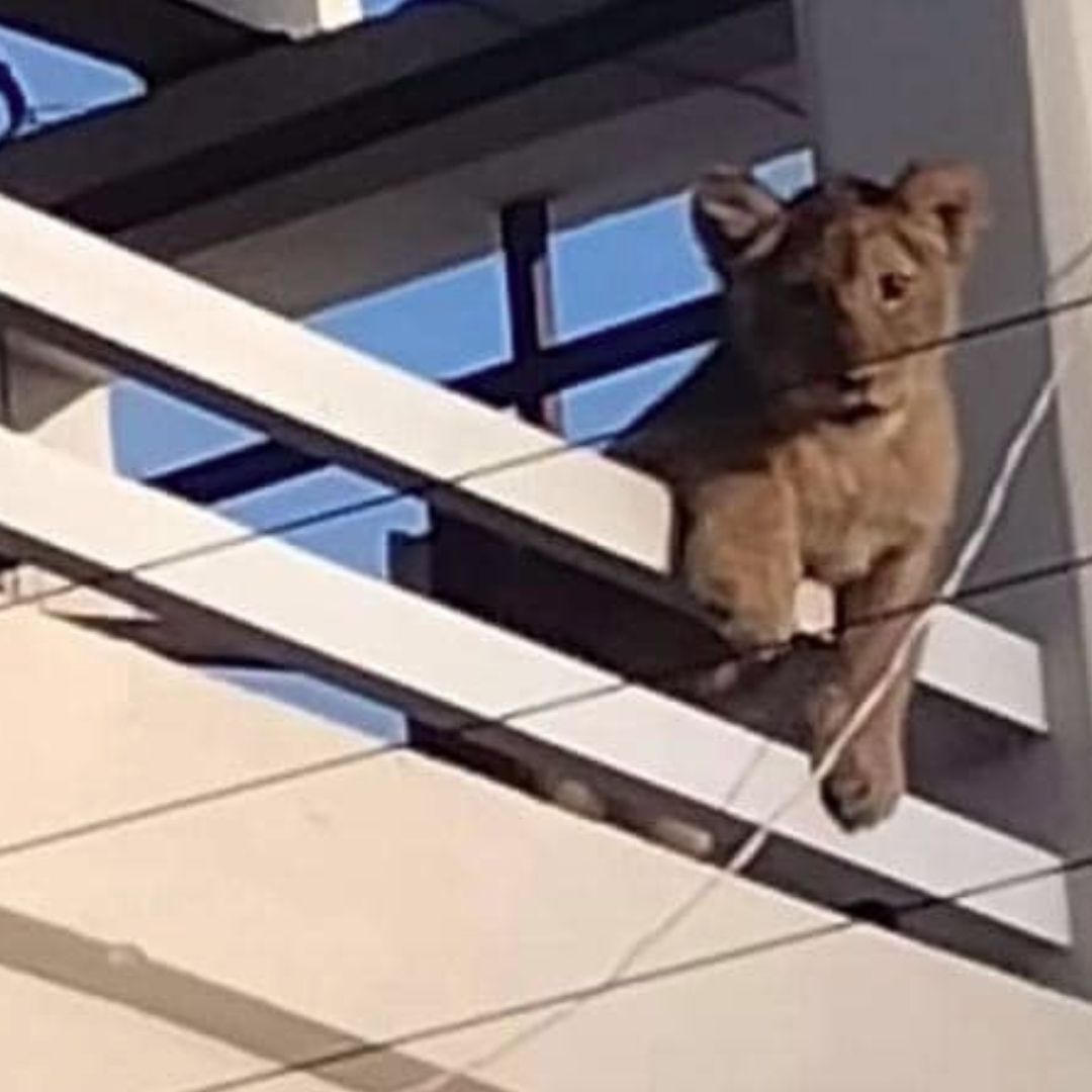 Cachorra de león sorprende a vecinos de la colonia Los Nogales, en San Juan del Río, Querétaro. Foto: Facebook Paulina Romero Barrientos
