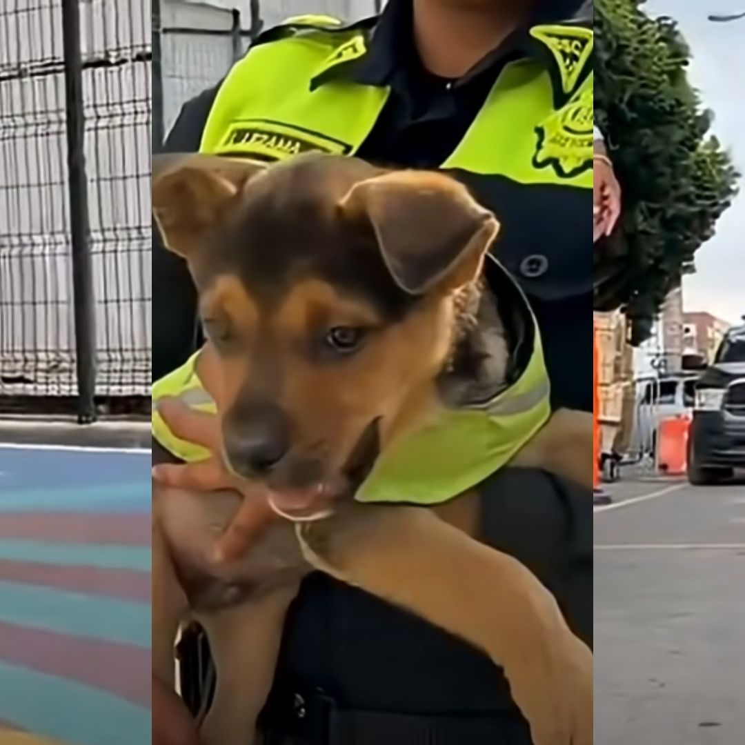 Video | Perrito 'Aquiles' Pasó de Ser Maltratado a Integrarse a la Policía Capitalina