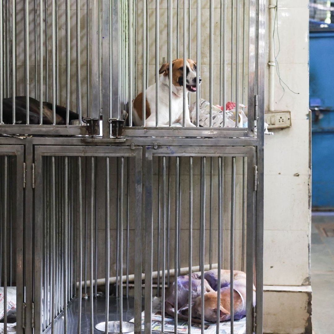 Ordena Corte Suprema de India Liberar en Nueva Delhi a Perros Callejeros tras Revisar un Fallo