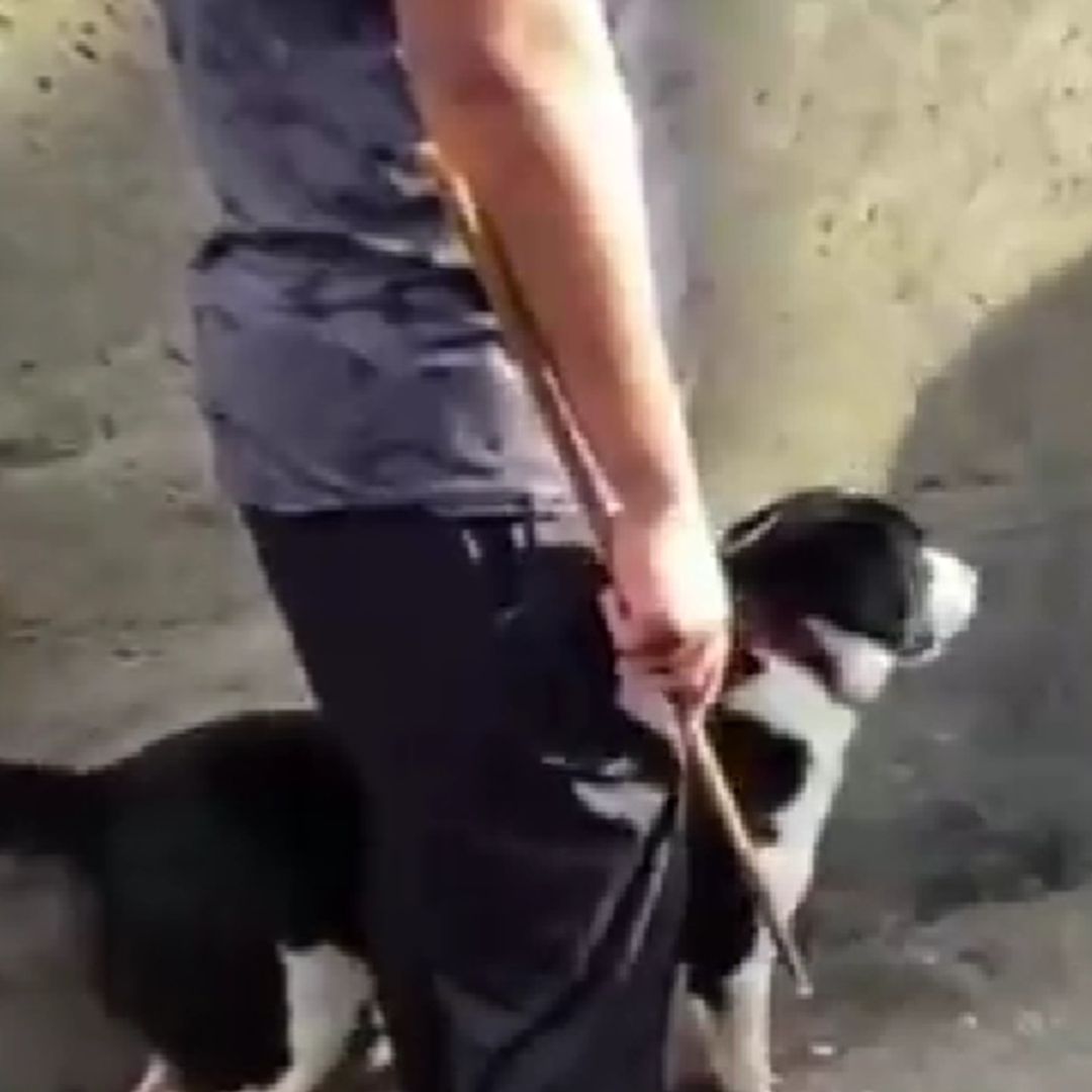 Perrito llora por su pequeño dueño