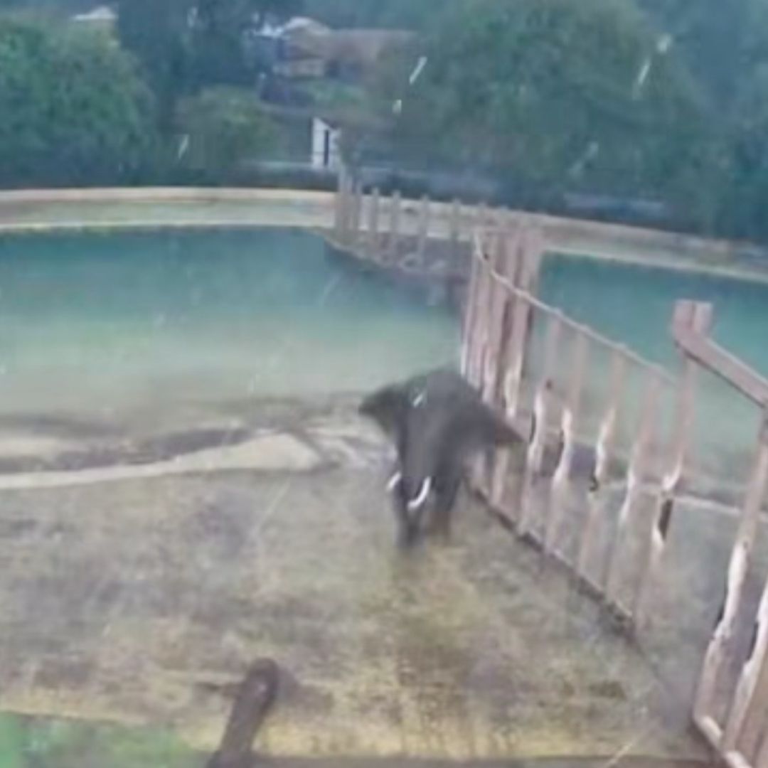 Elefantas Disfrutan Lluvias en Zoológico de San Juan de Aragón, CDMX
