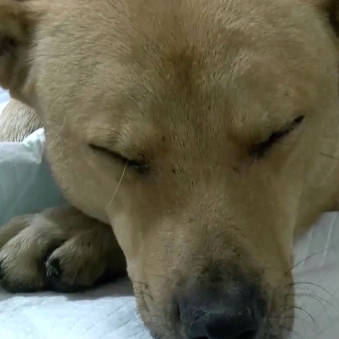 Apuñalan a Perro en Ciudad Juárez; Agresor Intentó Castrarlo