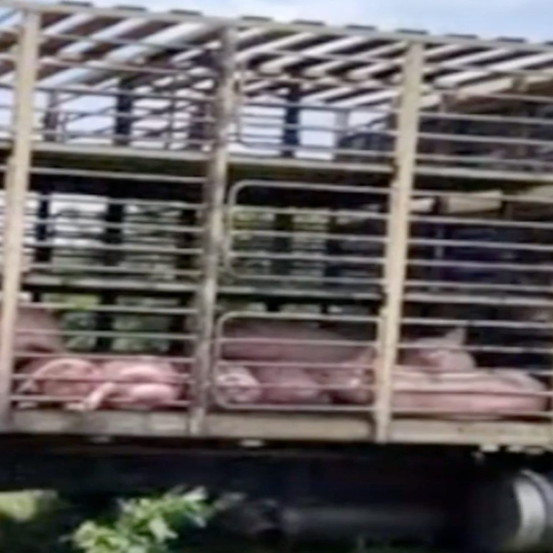Roban Tráiler con 140 Cerdos en Abasolo Guanajuato; Logran Recuperarlo