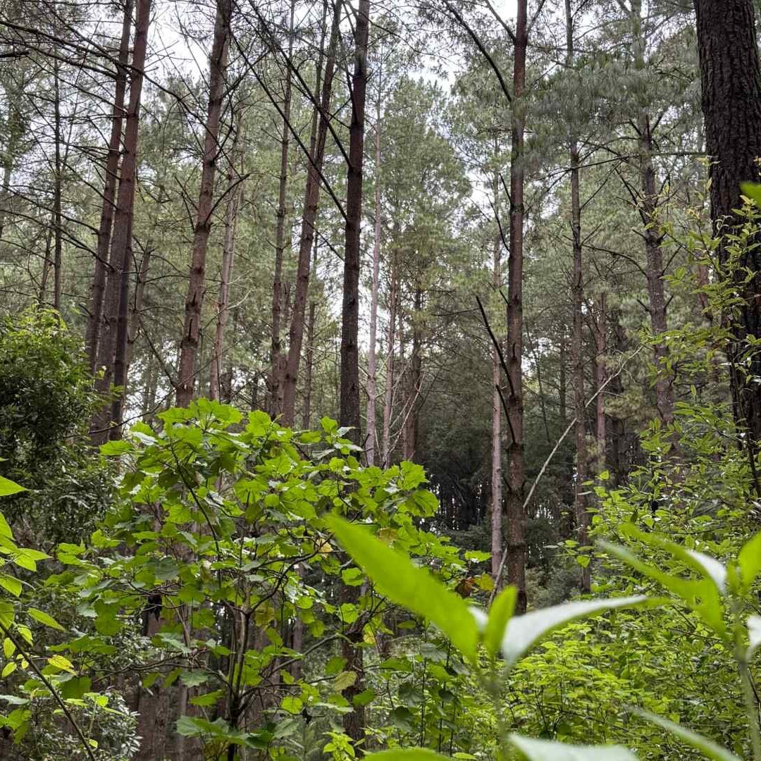 La tala clandestina está afectando el bosque de agua.