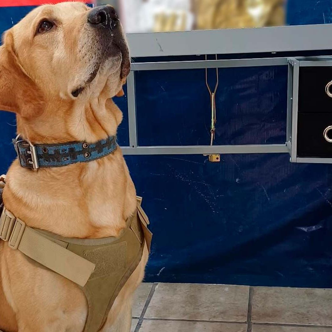 Perro K9 Asegura Paquete con Marihuana y Vapeadores en Paquetería de Torreón