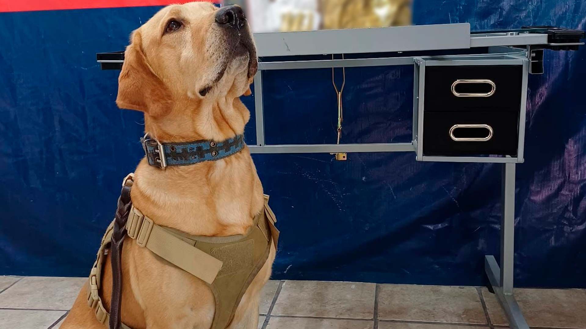 Perro K9 Asegura Paquete con Marihuana y Vapeadores en Paquetería de Torreón