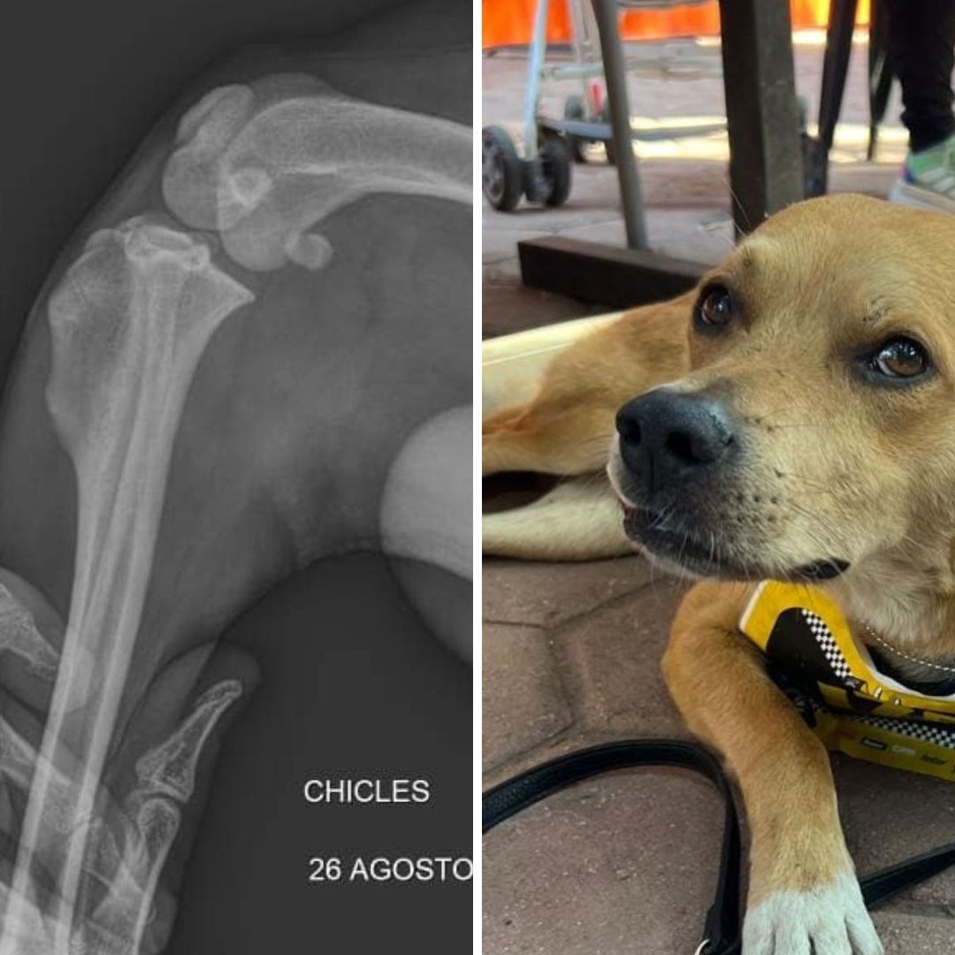 Anuncian Retiro de Perrito Corredor "El Chicles" Tras Sufrir Fractura en Tijuana
