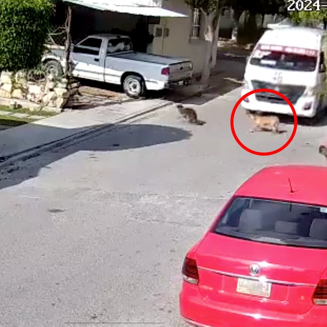 Video: Muere Perro Atropellado Segundos Después de Agonizar en Tehuacán, Puebla