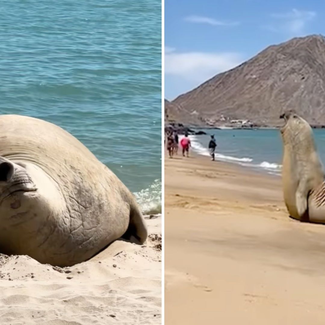 Panchito el Cortés, Elefante Marino Que Disfruta el Clima de Baja California