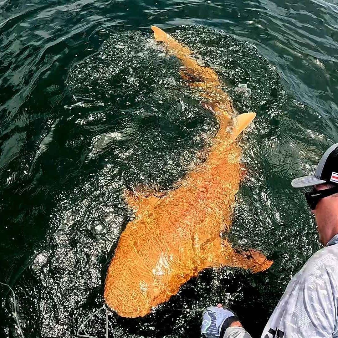 Descubren tiburón naranja en Costa Rica, tiene xantismo