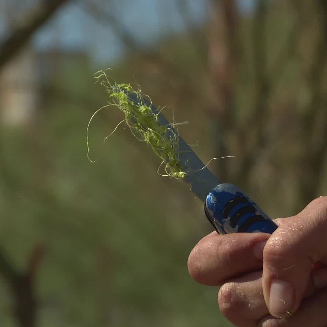Elaboran Jabones con Restos de Agave de Bacanora en Sonora; Así es el Proceso