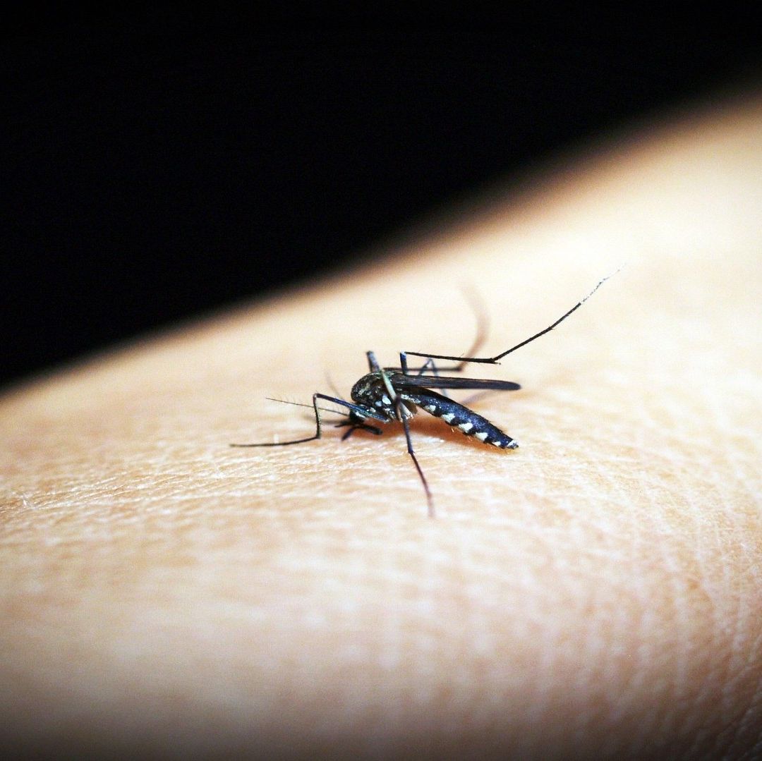 Un mosquito de sobre el brazo de una persona.
