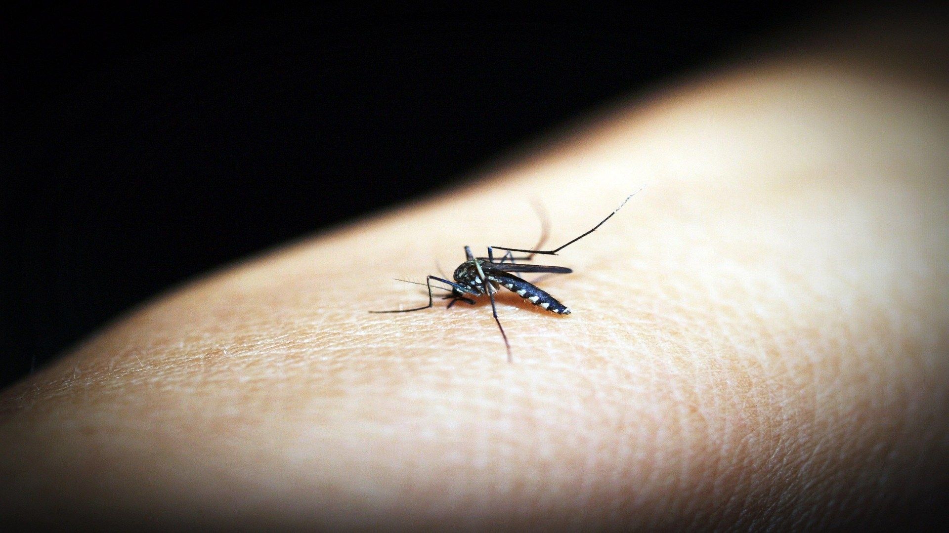 Un mosquito de sobre el brazo de una persona.