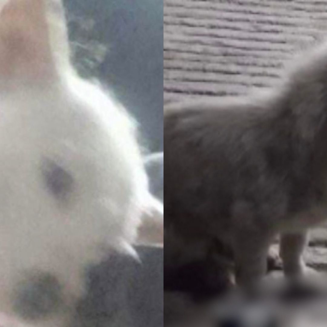 Adoptó un Perro y se Tomó Fotos Matándolo a Golpes en Puebla en Xicotepec de Juárez. Foto: Franco Arteaga | N+