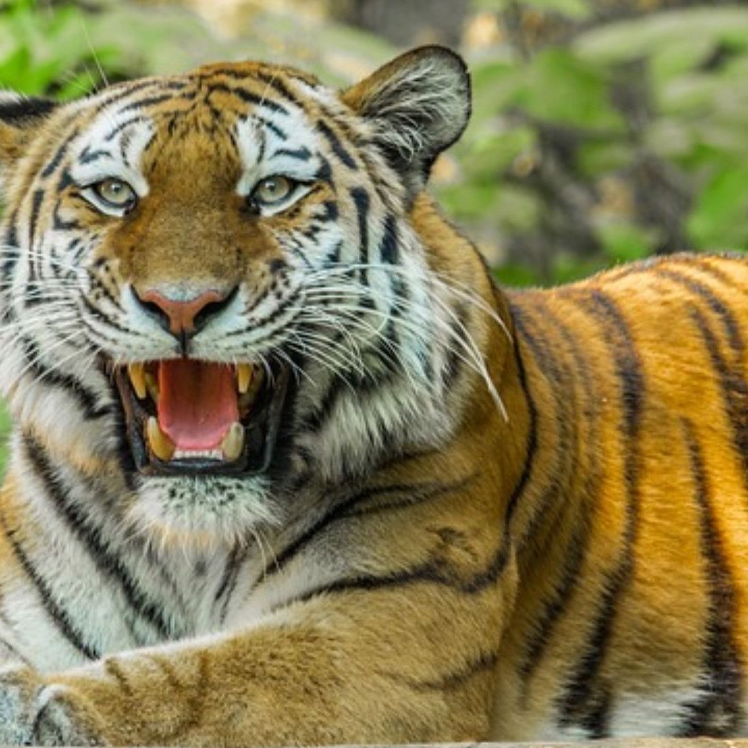 Tigre ataca a cuidadora en zoológico en Australia.