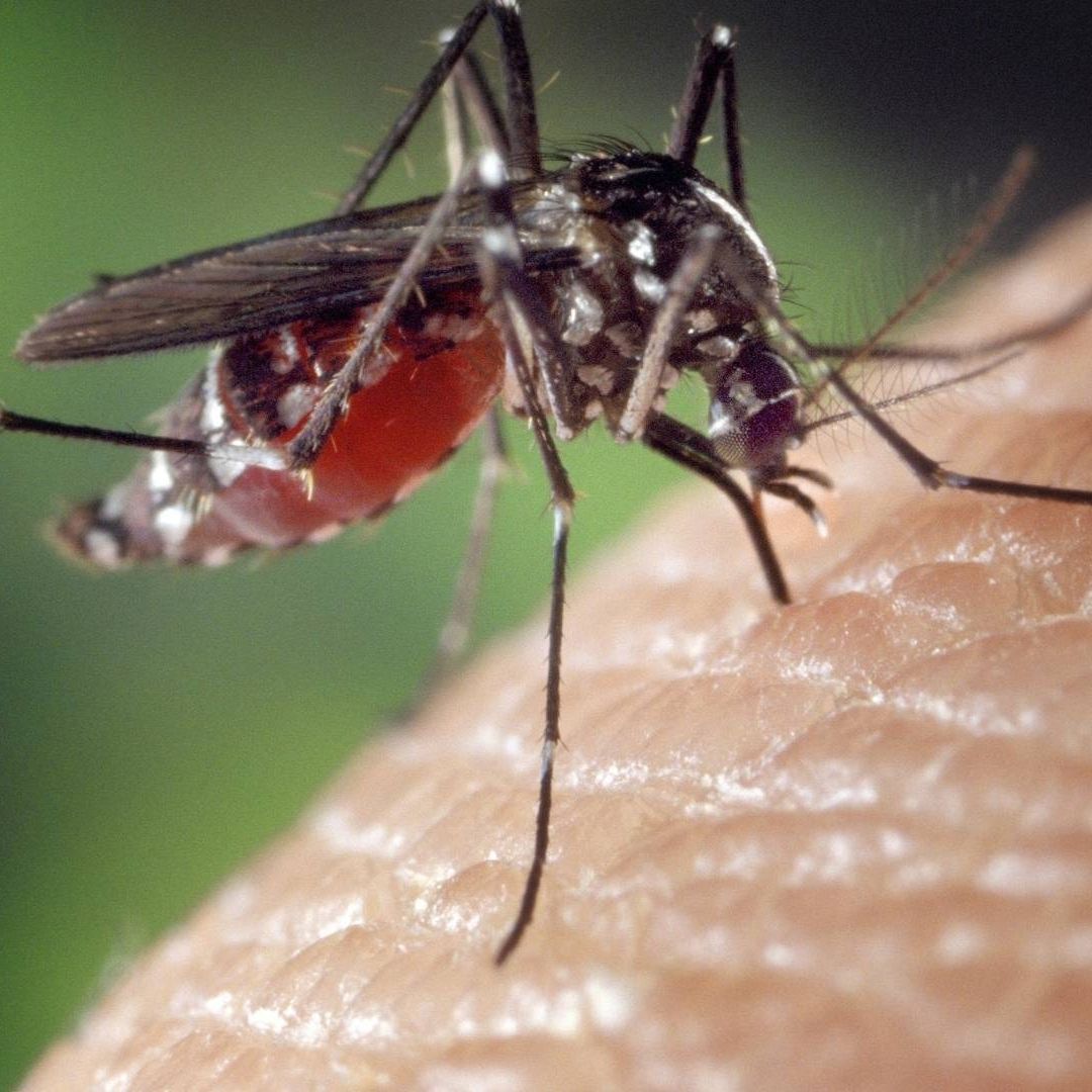 Niño de 8 Años Fallece por Dengue en Meoqui, Chihuahua; Es el Segundo Caso Detectado en el 2025