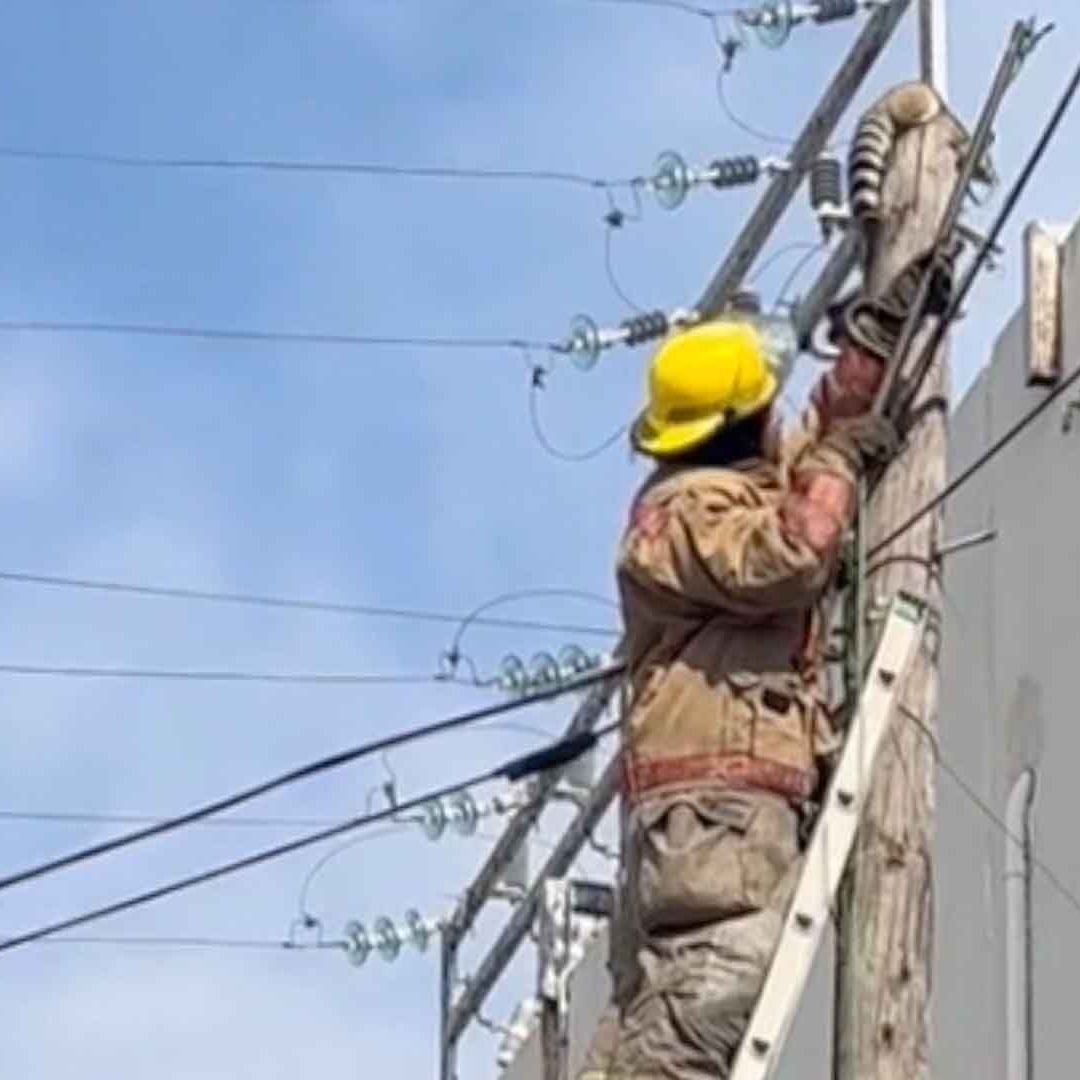 VIDEO: Cacomixtle es Rescatado de un Poste por Bomberos de Matamoros
