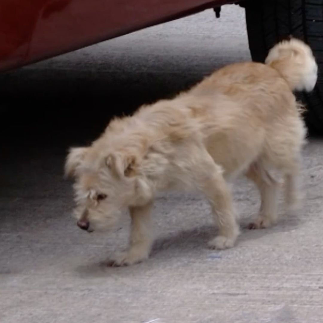 Mujer asesinada por sus perros presuntamente los maltrataba