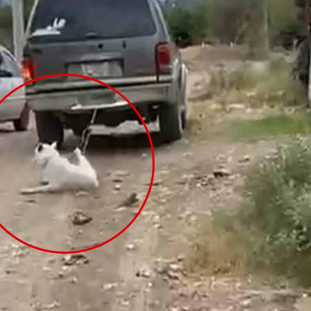 Amarra a Perro a su Camioneta y lo Arrastra Como Castigo en Lerdo