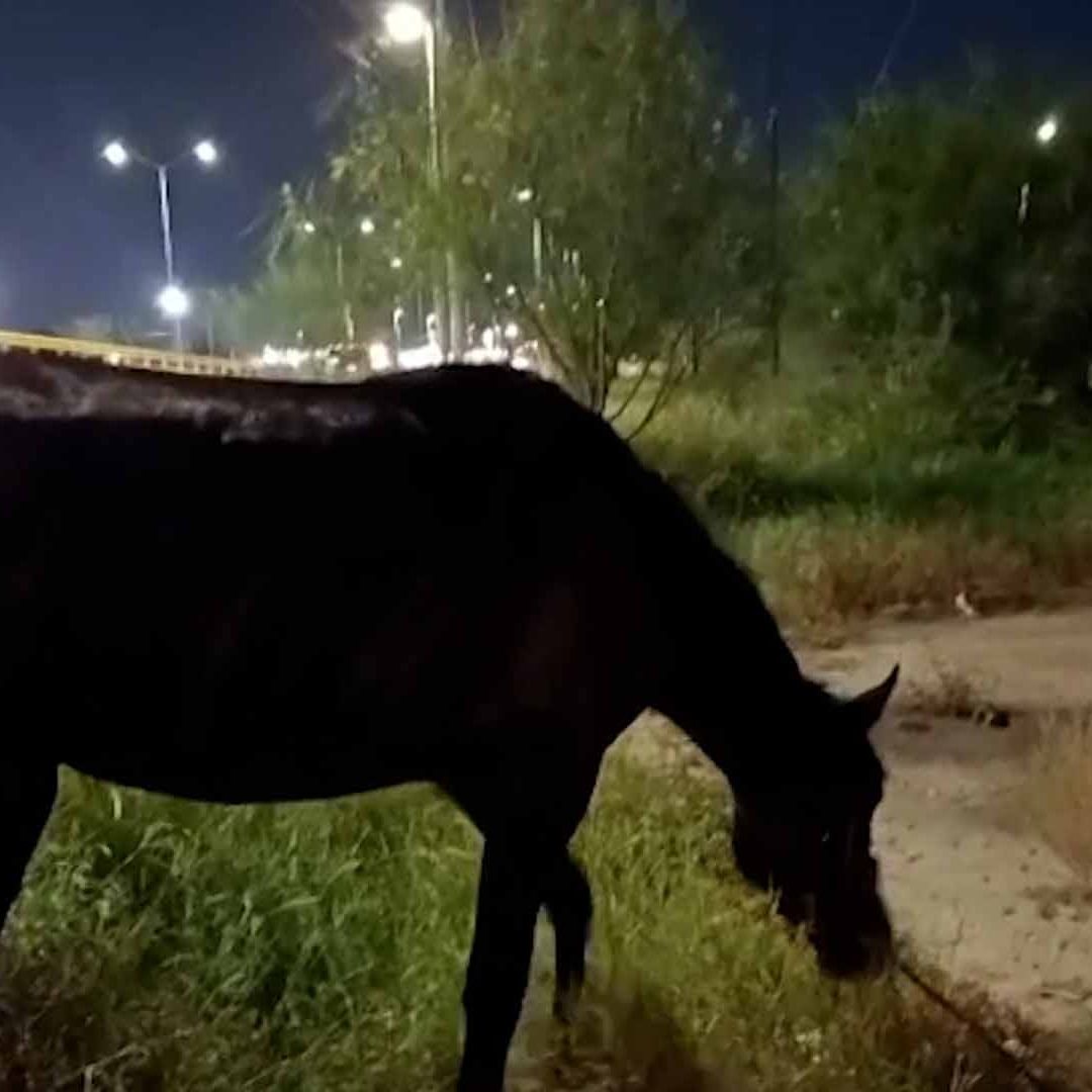 Rescatan a Caballo Abandonado y Deshidratado en Torreón