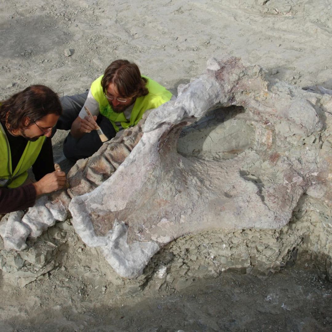 Fueron identificados los restos de un dinosaurio con cuello de 20 metros que aparecieron en las obras del tren Madrid-Levante