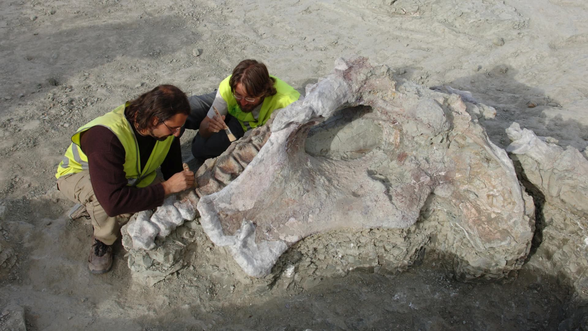 Fueron identificados los restos de un dinosaurio con cuello de 20 metros que aparecieron en las obras del tren Madrid-Levante