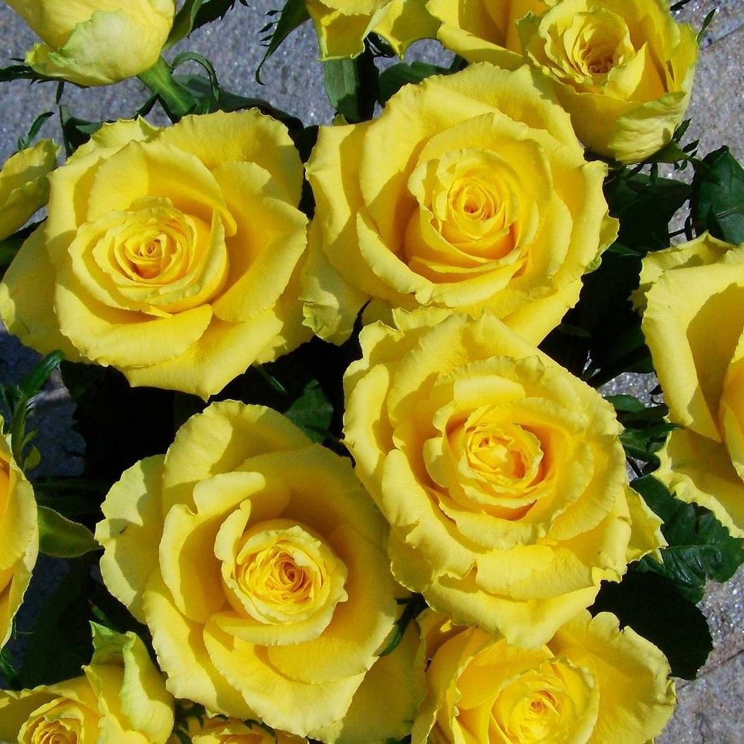 Las personas tendrán una oportunidad más de regalar flores amarillas a sus amados en este día de septiembre 2024