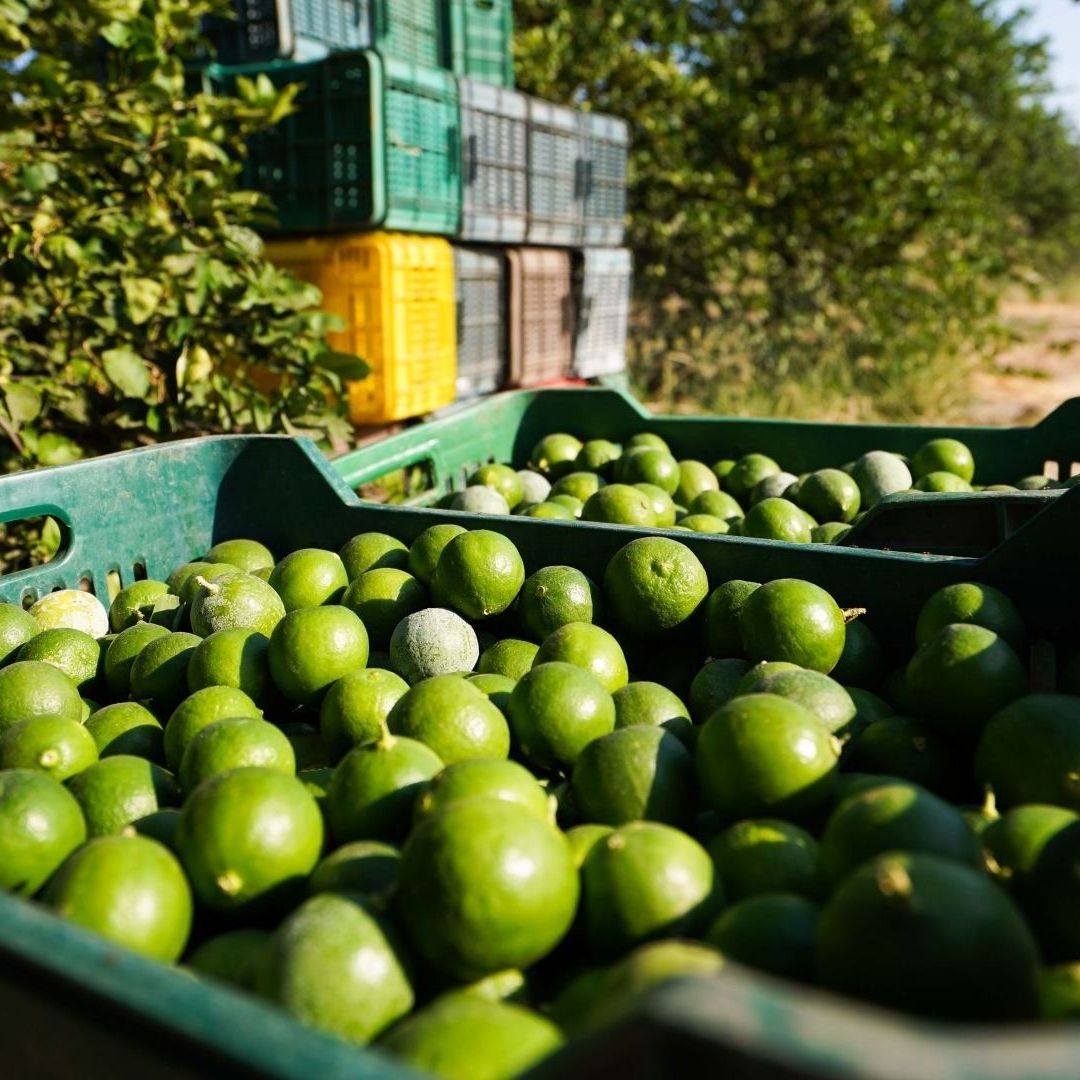 Producción de limón en Apatzingan, Michoacán