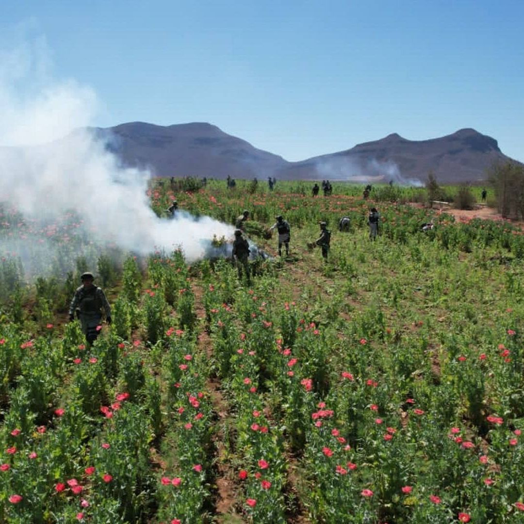 Plantío de amapola hallado en el estado de Sinaloa