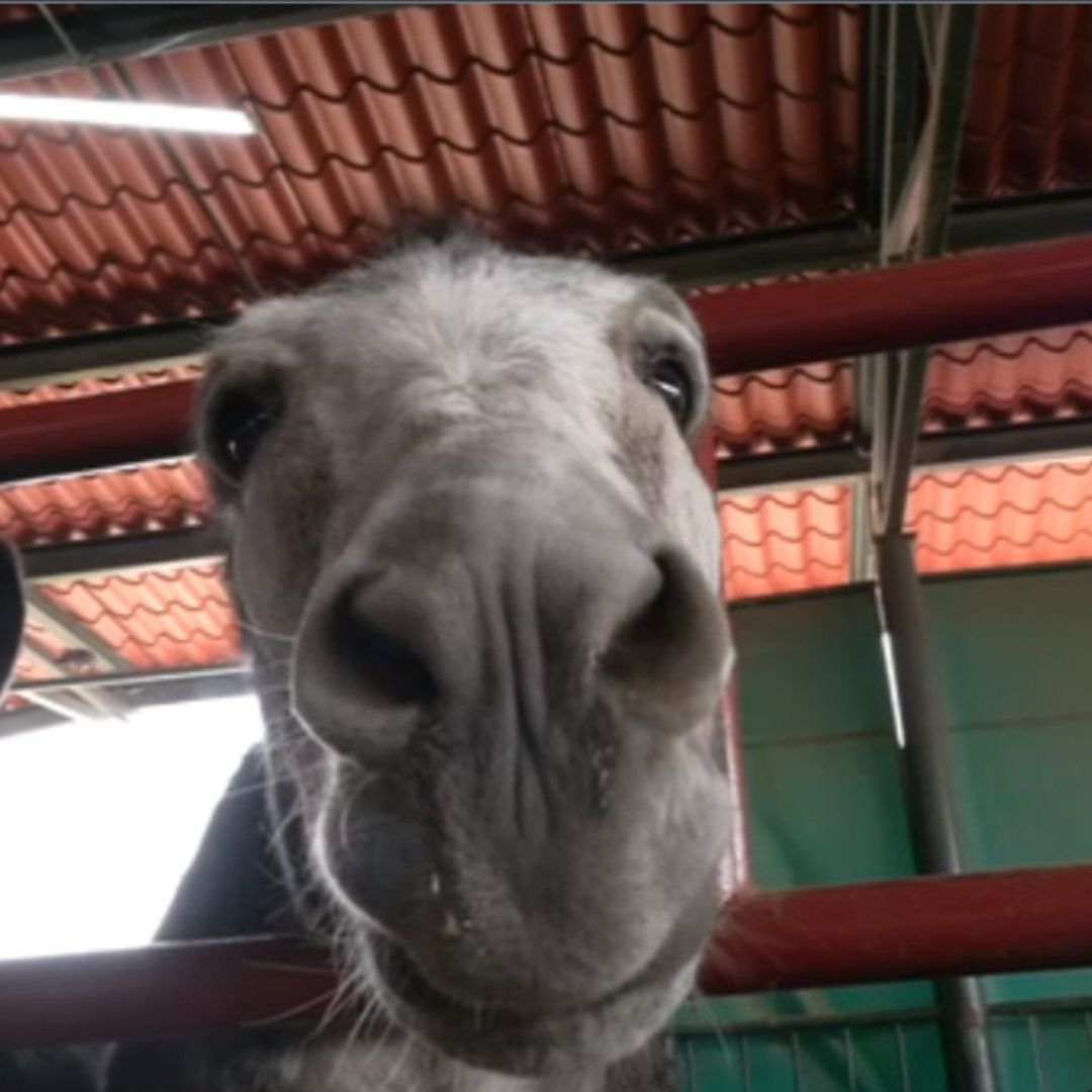 Mejor Vida para Caballos y Burros en Chimalhuacán: Ya No Serán Usados para Recolección de Basura