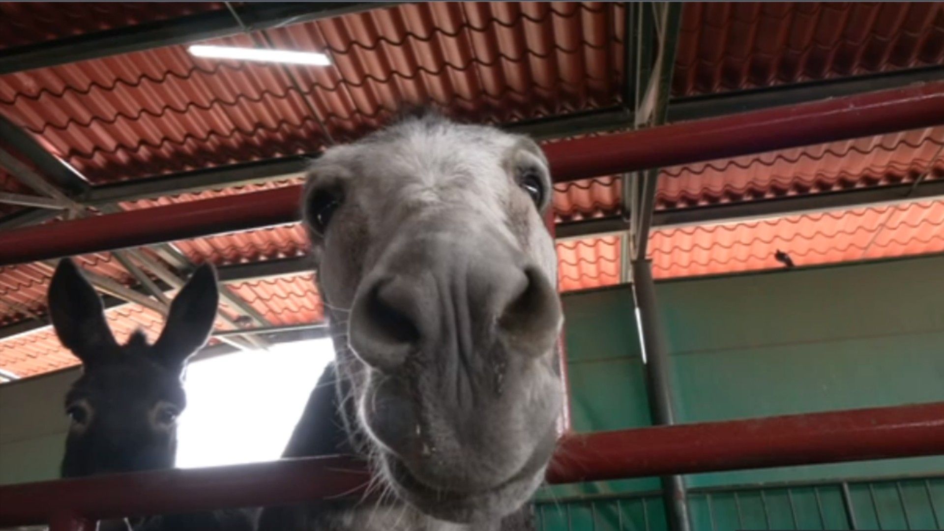 Mejor Vida para Caballos y Burros en Chimalhuacán: Ya No Serán Usados para Recolección de Basura