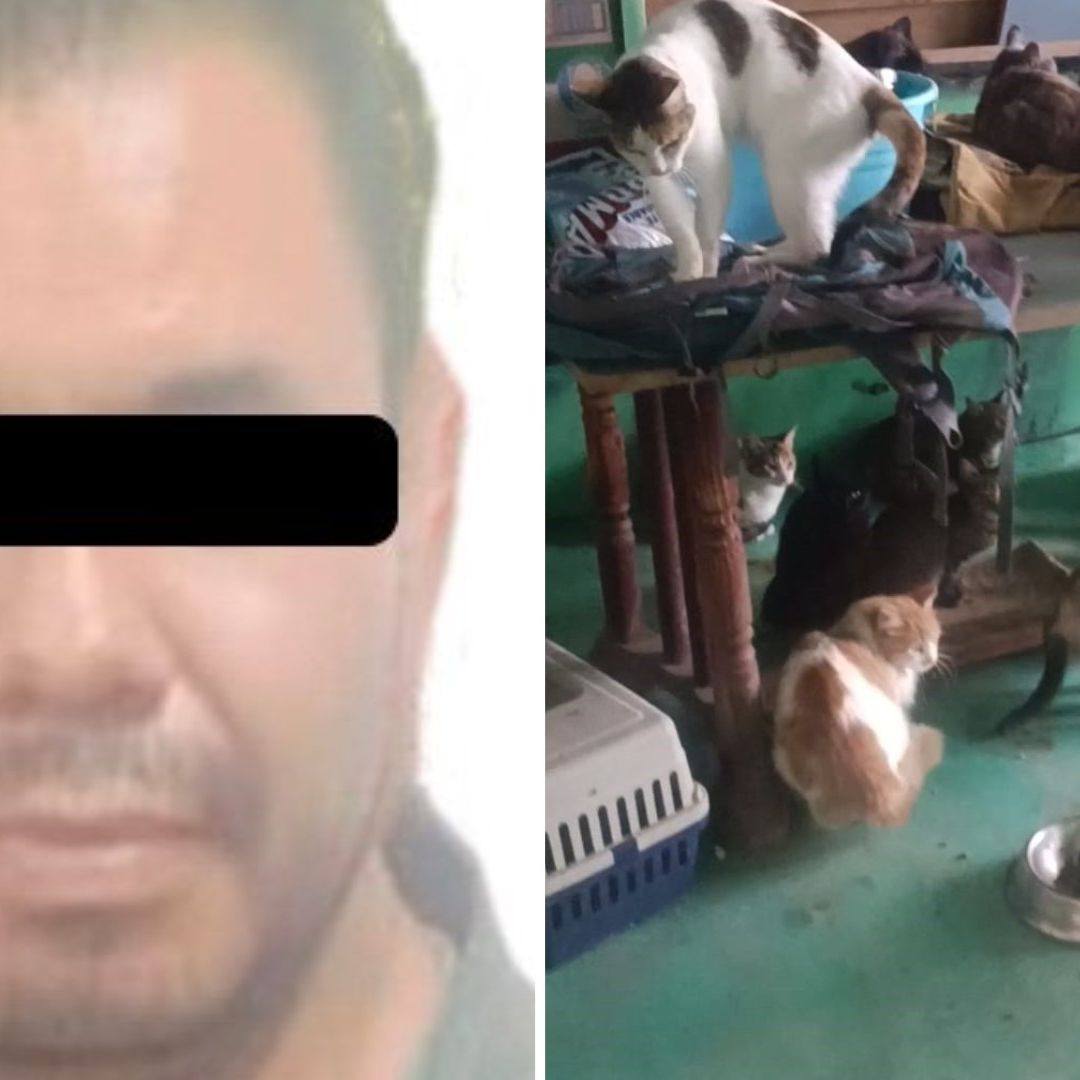 Detienen a Hombre que Tenía 52 Gatos en Hacinamiento y Desnutrición en Edomex