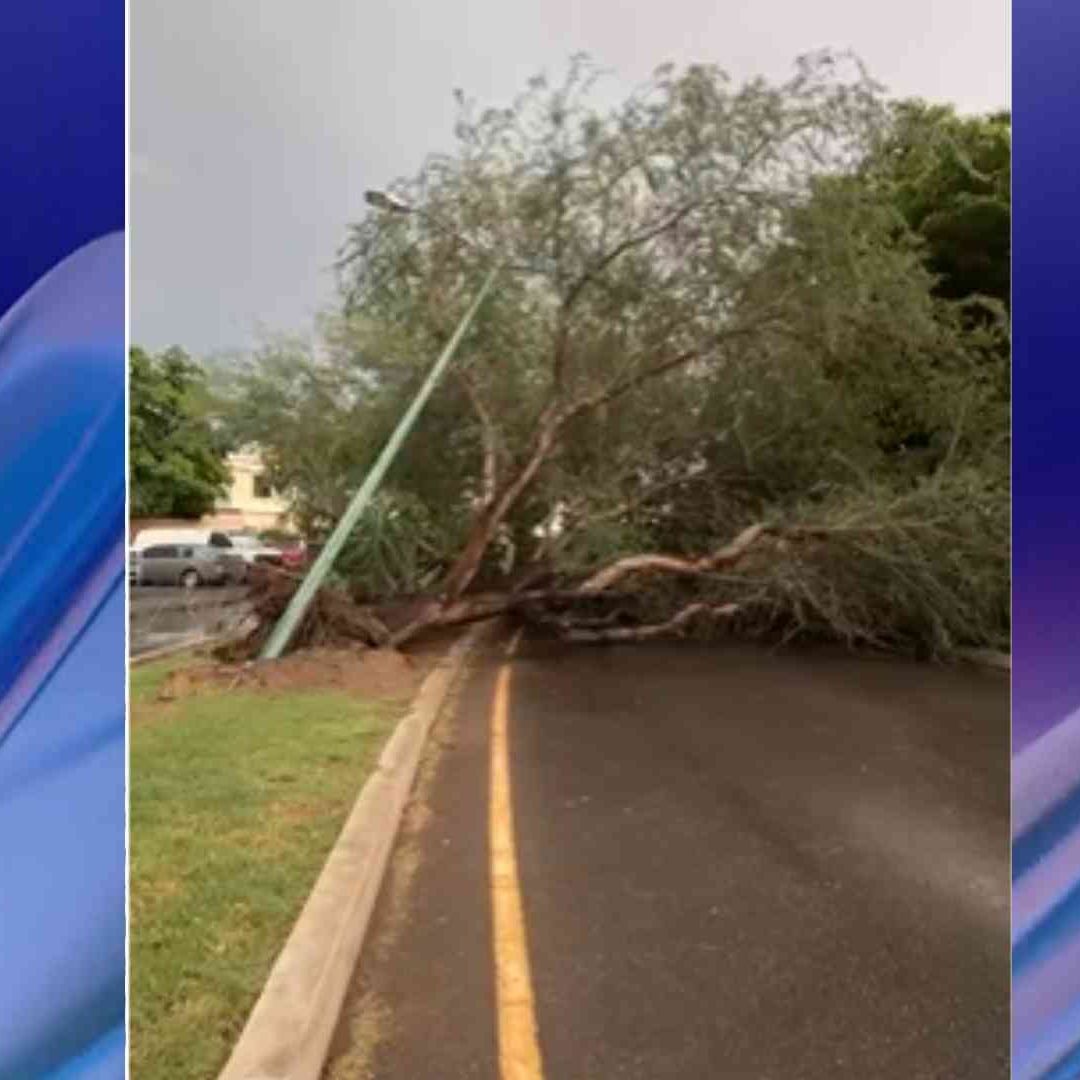 Lluvia del Sábado Ocasionó la Caída de Árboles y Acumulación de Agua en Calles de Hermosillo