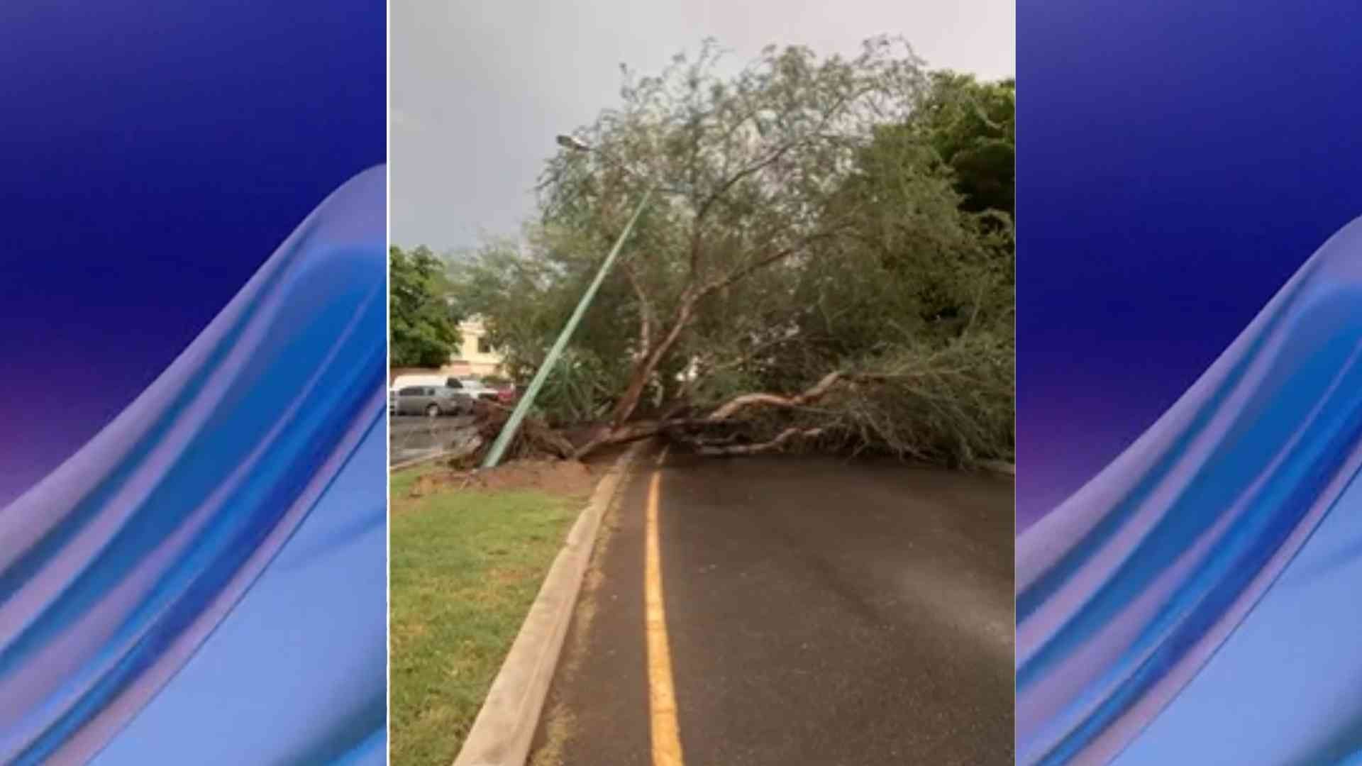 Lluvia del Sábado Ocasionó la Caída de Árboles y Acumulación de Agua en Calles de Hermosillo