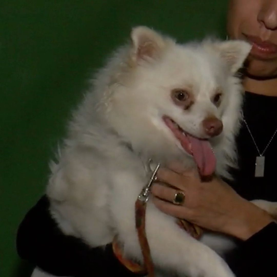 Perro es rescatado de derrumbe