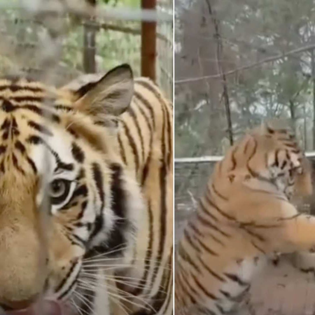 Un tigre en cautiverio atacó a una veterinaria