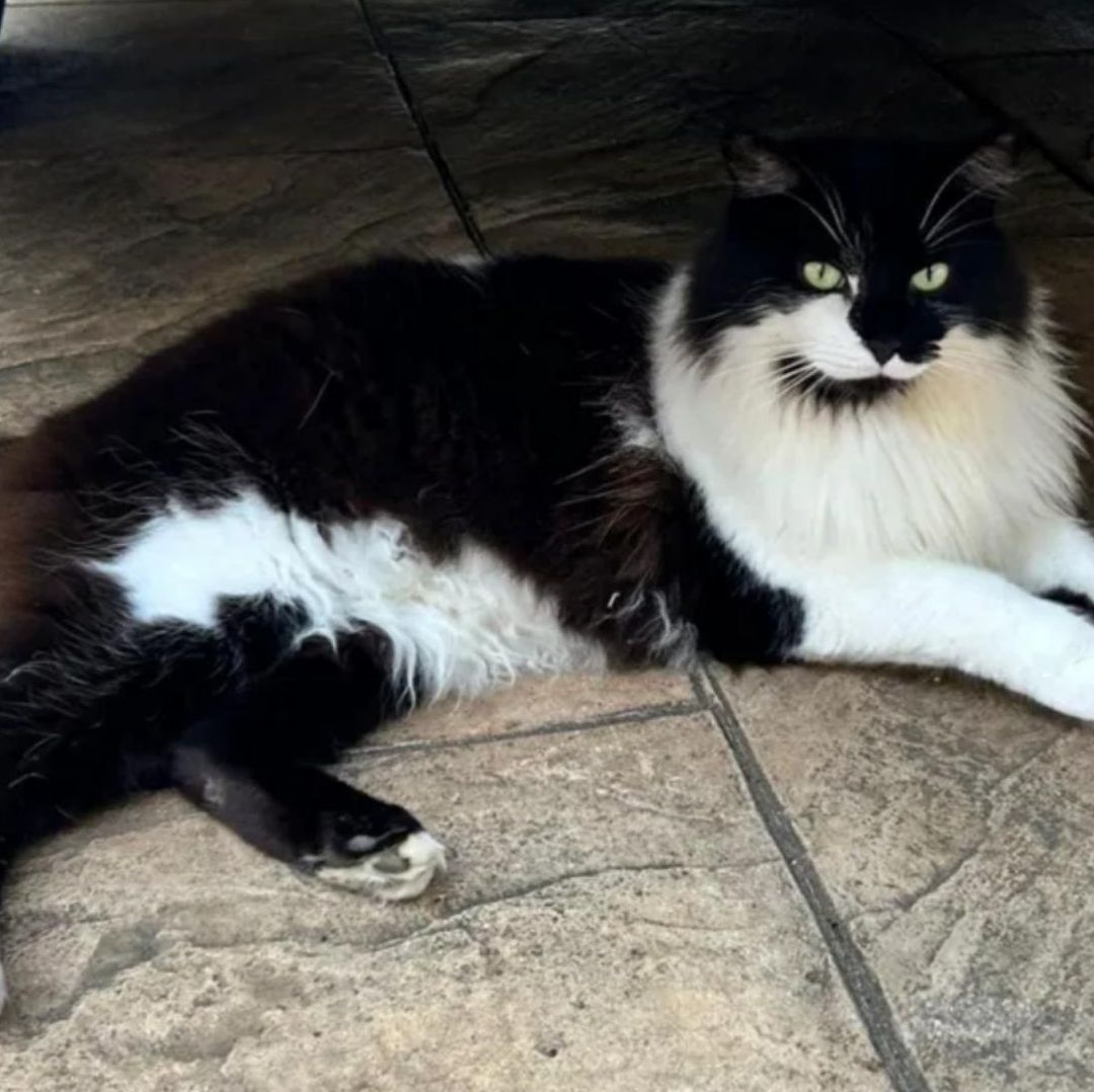 Gatito volvió a casa cuatro días después de haber sido quemado