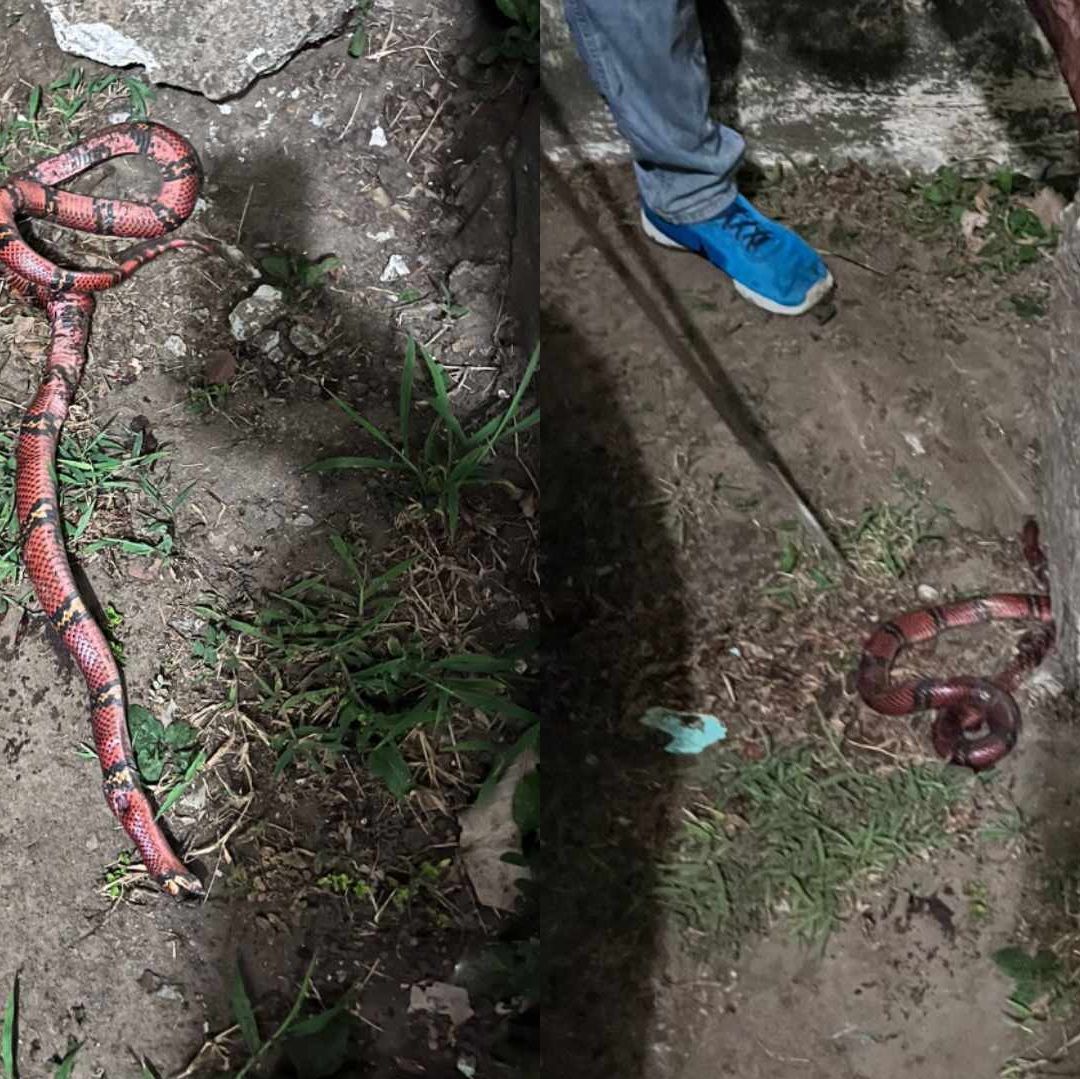 El hallazgo ocurrió el pasado viernes 29 de agosto, cuando se dieron cuenta que se metía la víbora a la casa.