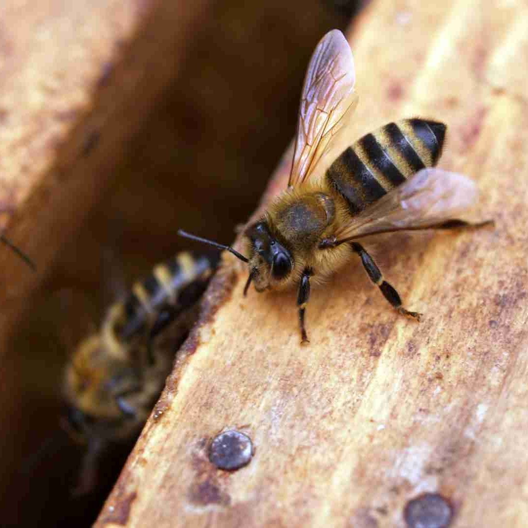 Hombre Muere al Ser Picado por Abejas en Tantoyuca Veracruz