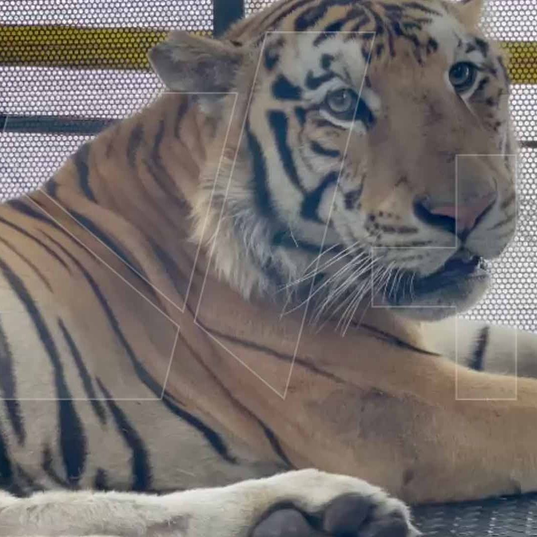 Logran Captura de Tigre que Escapó de Centro Recreativo en Reynosa, Tamaulipas