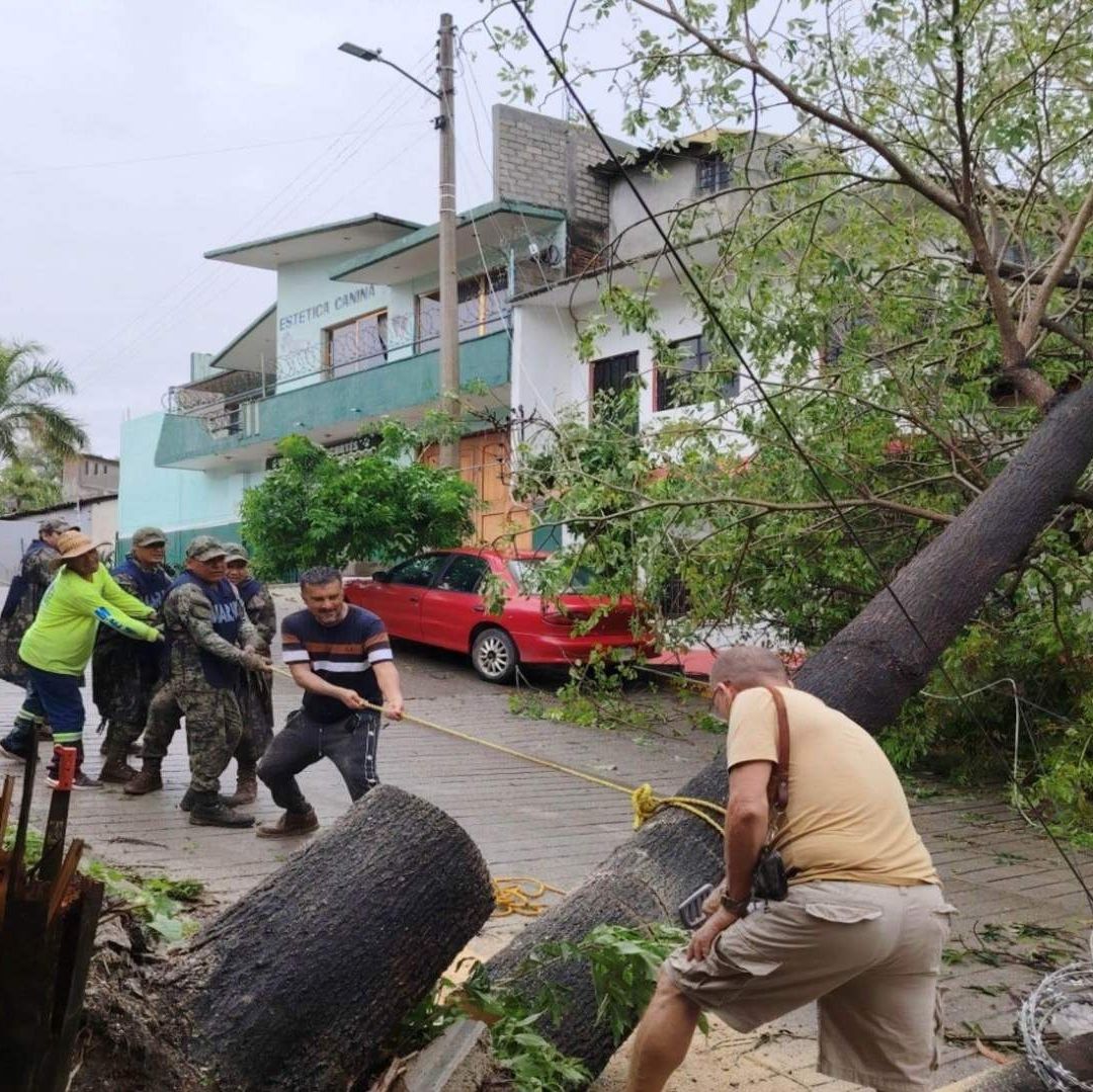 Personas jalando con un lazo un árbol que se cayó.