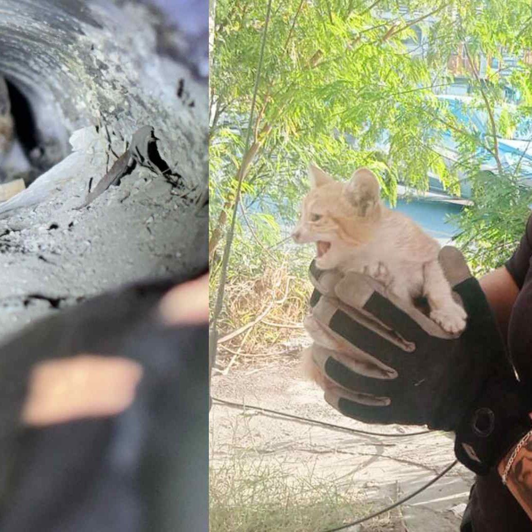 Elemento de Protección Civil sostiene a gatito recién rescatado