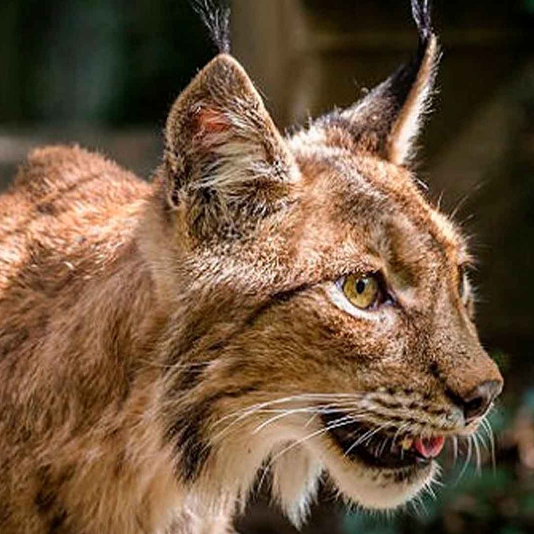 Encuentran Lince Muerto en Carretera 82 de Valle Hermoso