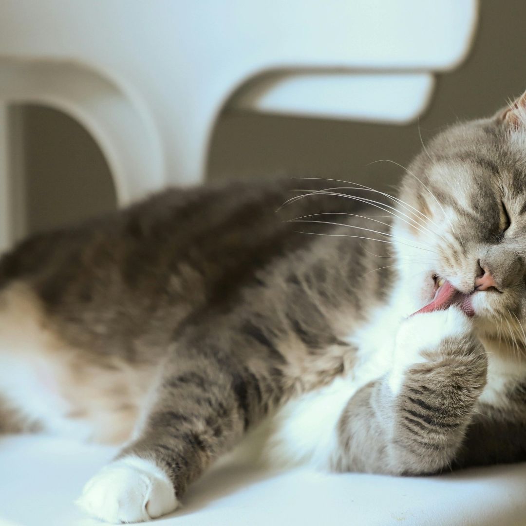 Disminuyen adopciones de gatos por comentarios de JD Vance